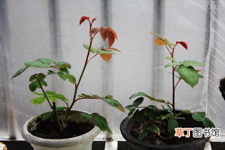 【月季花】盆栽月季花养殖施肥时间表