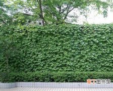 【植物】适合做篱笆围墙的植物有哪些种类？