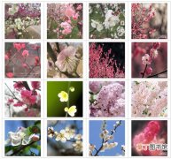 【梅花】不同品种的梅花图片大全