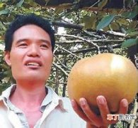 图片 【多】世界上最大的梨是什么梨？有多大？