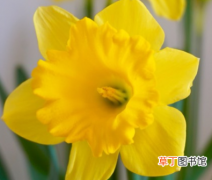 【开花】黄水仙何时开花？它在一月开花，可适当保养到三月！