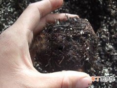 【土壤】养花土壤怎么消毒？给土壤消毒有哪几种方法？