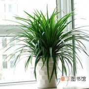 【植物】盆栽植物龙须兰有毒吗？