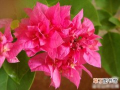 【花卉】植物花卉三角梅图片欣赏