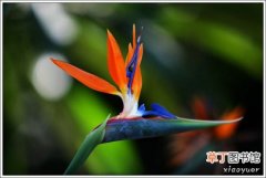 【植物】花卉植物天堂鸟的主要种植区域和分布区域