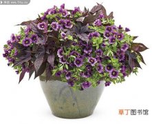 【牵牛花】深紫色的牵牛花盆栽图片