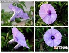 【牵牛花】清晨纯美绽放的紫色牵牛花图片