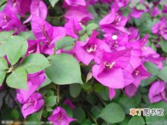 【植物】花卉植物三角梅的养殖方法和注意事项