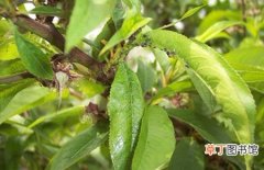 【蚜虫】桃树蚜虫虫害的防治方法