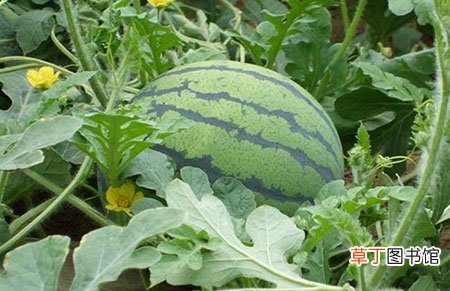 【种植】无籽西瓜是怎么种植得来的？无籽西瓜对人有害吗？