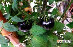 【蔬菜】黑番茄是转基因蔬菜吗？黑番茄图片