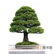 【树】盆景树木的修剪技术方法