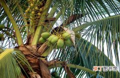 【产地】椰子产地在哪里？椰子的主要产地和种植价值介绍