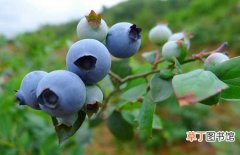 【蓝莓】盆栽蓝莓的种植方法和栽培管理要点