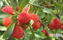 【水果】杨梅是酸性水果还是碱性水果？