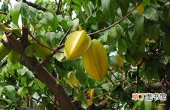 【桃树】杨桃树的生长习性和种植栽培技术介绍