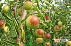 【枣树】冬枣树的种植方法和栽培技术