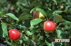 【腐烂】苹果树腐烂病的危害症状及防治方法