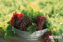 【热性】葡萄是热性水果还是凉性水果？