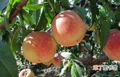 【桃树】大棚桃树种植技术和栽培管理要点