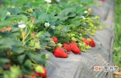 【繁殖】草莓怎么繁殖？草莓种苗的培育技术和苗圃管理要点