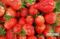 【种植】四季草莓的种植技术和栽培管理要点