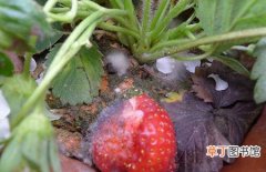 【防治】草莓灰霉病有什么特效药？草危害症状及防治方法