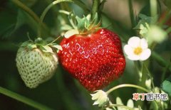 【种植】草莓什么时候种植？草莓的生长条件和种植时间