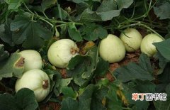 【栽培】白兰瓜大棚栽培技术和种植管理要点