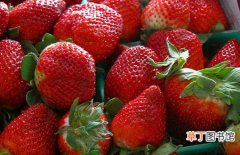 【成熟】草莓什么时候成熟？草莓常见栽培品种和上市时间介绍