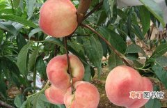 【种植】桃树的种植条件和对生长环境的要求