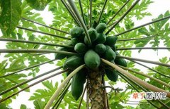 【树】木瓜树的生长条件和种植栽培技术