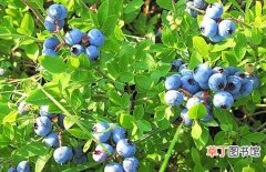 【树】蓝莓树苗的常见品种和种植时间