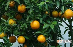 【月份】橘子几月份成熟？橘子的上市时间和挑选技巧