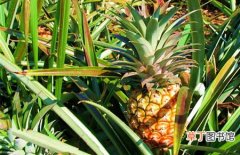 【生长习性】菠萝的生长习性和盆栽养殖方法