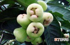 【生长习性】洋蒲桃的生长习性和种植栽培技术介绍
