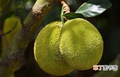 【生长】菠萝蜜的生长条件和种植方法