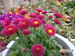 【花卉】雨季盆栽花卉植物的养护管理要点