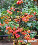 【图片】冬红果盆景图片欣赏