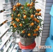 【橘子】挑选观赏盆栽橘子需要注意哪些？盆栽橘子的挑选方法