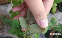 【花木】盆栽花木肥害的症状、预防与抢救方法