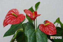 【红掌】如何提高盆栽红掌的质量？怎么让红掌盆花更有观赏性？