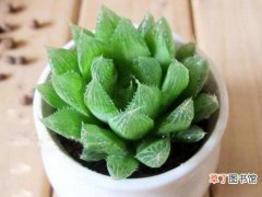 【植物】小型盆栽植物——水晶掌的养护管理方法