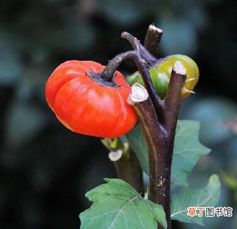 【制作】非洲红茄观赏盆景的制作技术