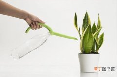 【植物】给盆栽植物花卉浇水的正确方法