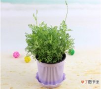 【植物】盆栽植物驱蚊香草的简介