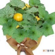 【蔬菜】常见的观赏蔬菜盆栽品种及种植栽培技术