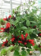 【口红吊兰】盆栽口红吊兰的养殖方法和养护注意事项