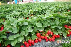 【草莓】盆栽草莓的种植方法和栽培管理要点