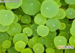 【图片】绿色植物背景图片素材欣赏